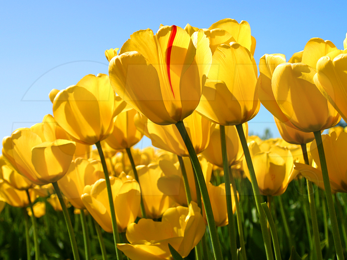 TEST P/n